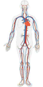 Image-1-Circulatory-System.png