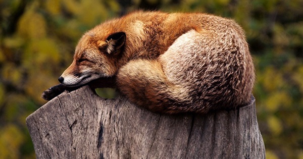 Hersovyac better sleep tips Hersovyac better sleep tips
