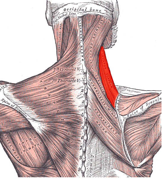 Hersovyac build muscle neck training back neck anatomy