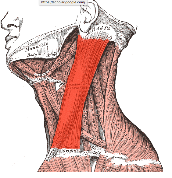 Hersovyac build muscle neck training neck anatomy