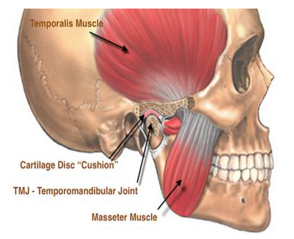 jaw muscles and jaw training